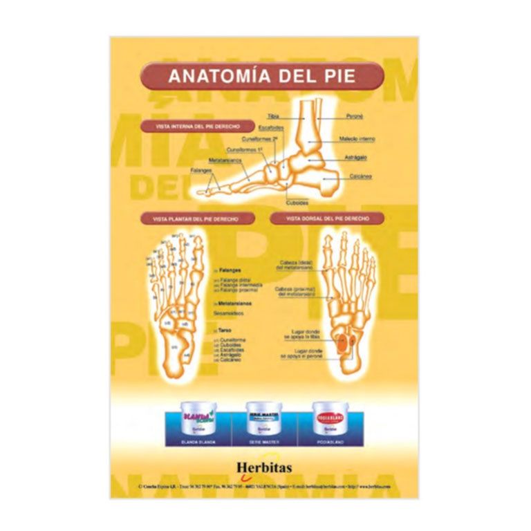 Poster Anatomia Piede Osseo Herbitas